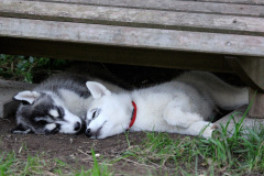 Spending a summer's day in the schadowy Dogyard