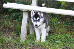 Sommertag im kühlen Auslauf