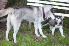 Sommertag im kühlen Auslauf
