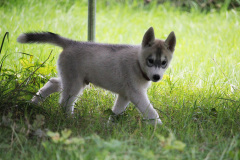 Sommertag im kühlen Auslauf