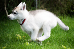 Sommertag im kühlen Auslauf