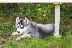 Sommertag im kühlen Auslauf
