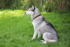 Sommertag im kühlen Auslauf