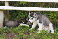 Sommertag im kühlen Auslauf