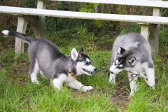 Sommertag im kühlen Auslauf