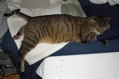 Jakob