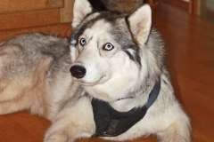 Jakob