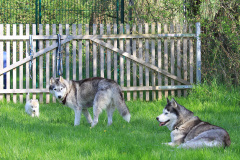 Die K-chen im Auslauf