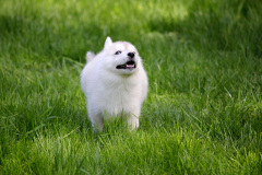 Die K-chen im Auslauf