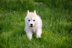 Die K-chen im Auslauf