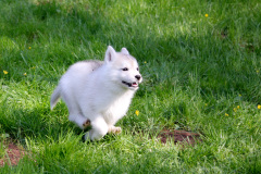 Die K-chen im Auslauf