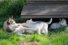 Die K-chen im Auslauf