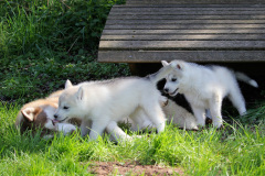 Die K-chen im Auslauf