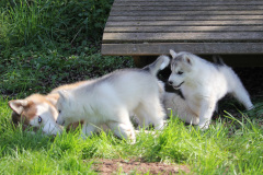 Die K-chen im Auslauf