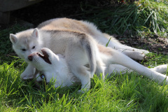 Die K-chen im Auslauf