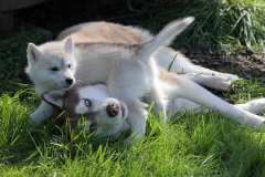 Die K-chen im Auslauf