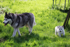 Die K-chen im Auslauf