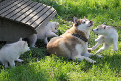 Die K-chen im Auslauf