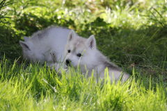 Die K-chen im Auslauf