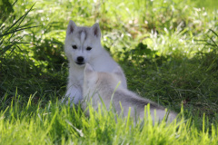 Die K-chen im Auslauf