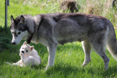 Die K-chen im Auslauf