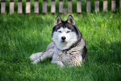 Die K-chen im Auslauf