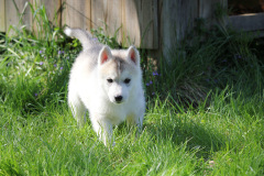 Die K-chen im Auslauf