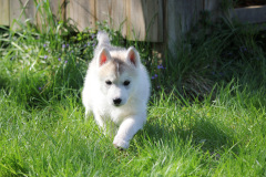 Die K-chen im Auslauf