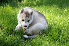 Die K-chen im Auslauf