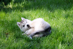 Die K-chen im Auslauf