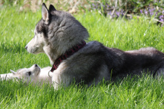 Die K-chen im Auslauf