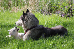 Die K-chen im Auslauf