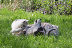 Die K-chen im Auslauf