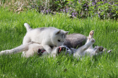 Die K-chen im Auslauf