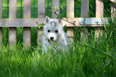 20250425_Auslauf_025