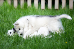 Die K-chen im Auslauf