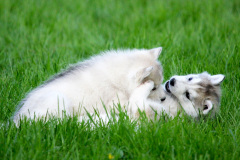 Die K-chen im Auslauf