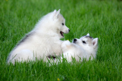 Die K-chen im Auslauf