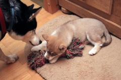 Zausel's Red Rose aka Kira