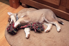 Zausel's Red Rose aka Kira