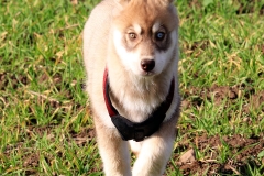 Zausel's Red Rose aka Kira