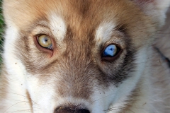 Zausel's Red Rose aka Kira