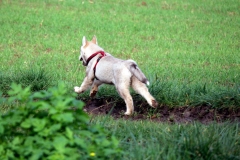 Zausel's Red Rose aka Kira