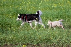 Zausel's Red Rose aka Kira