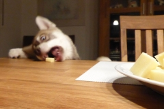 Zausel's Red Rose aka Kira