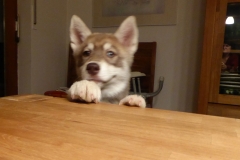 Zausel's Red Rose aka Kira