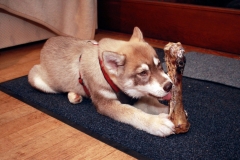 Zausel's Red Rose aka Kira