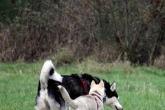 Zausel's Red Rose aka Kira