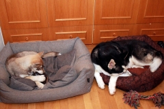 Zausel's Red Rose aka Kira