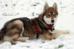 Zausel's Red Rose aka Kira